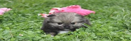 Pomeranian dogs for sale: Jazzy - Ad 12