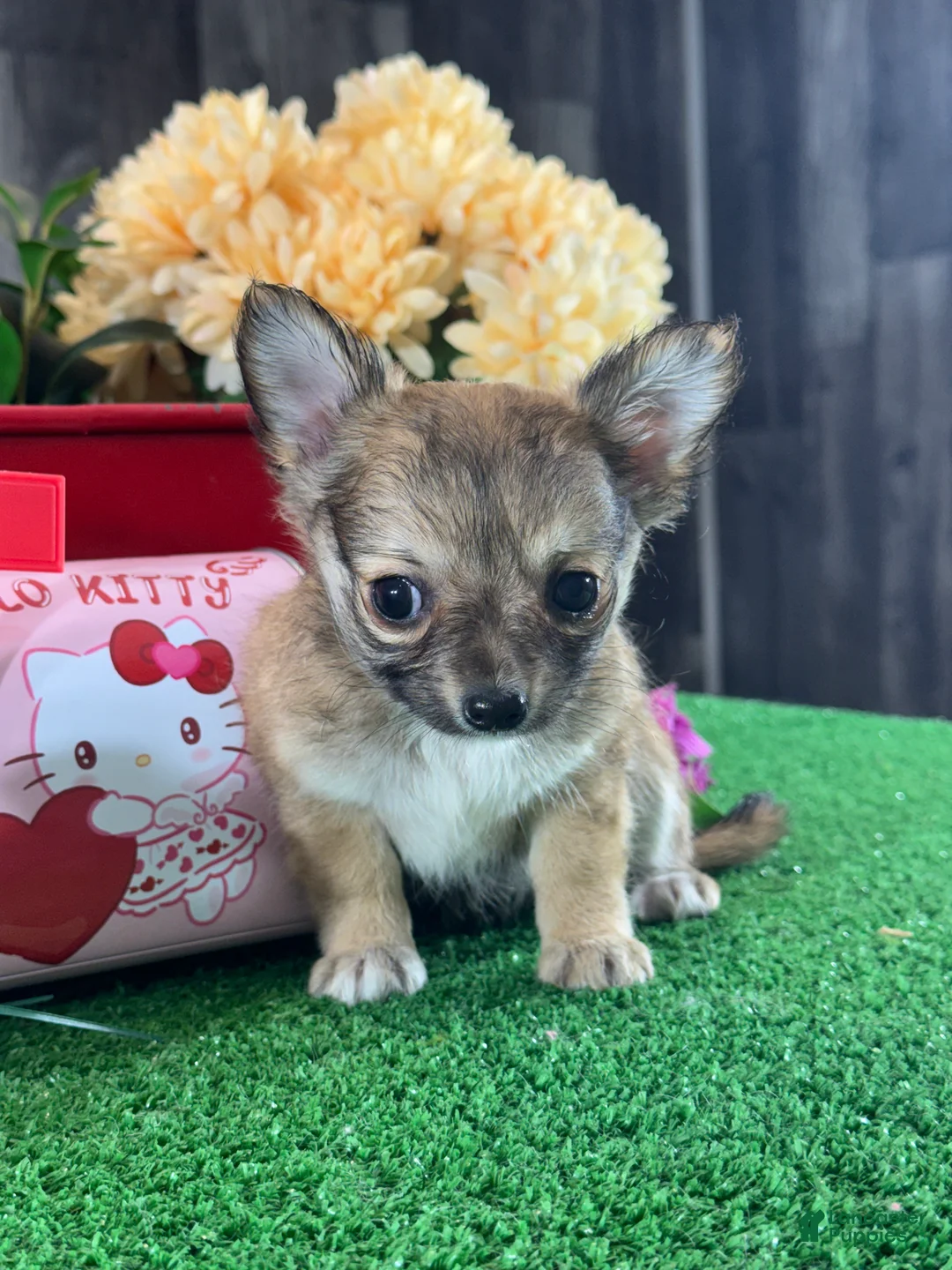 Chihuahua dogs for sale: Fiona - Ad 4