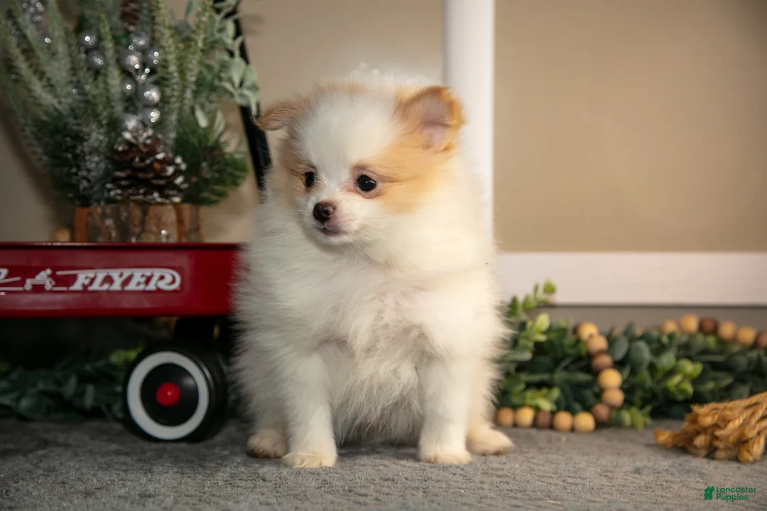 Pomapoo dogs for sale: Manny - Ad 1