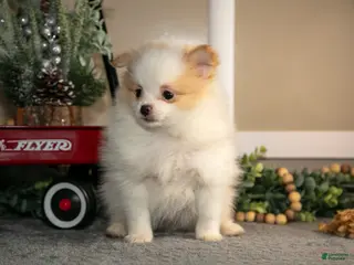 Pomapoo dogs Manny - Ad 6