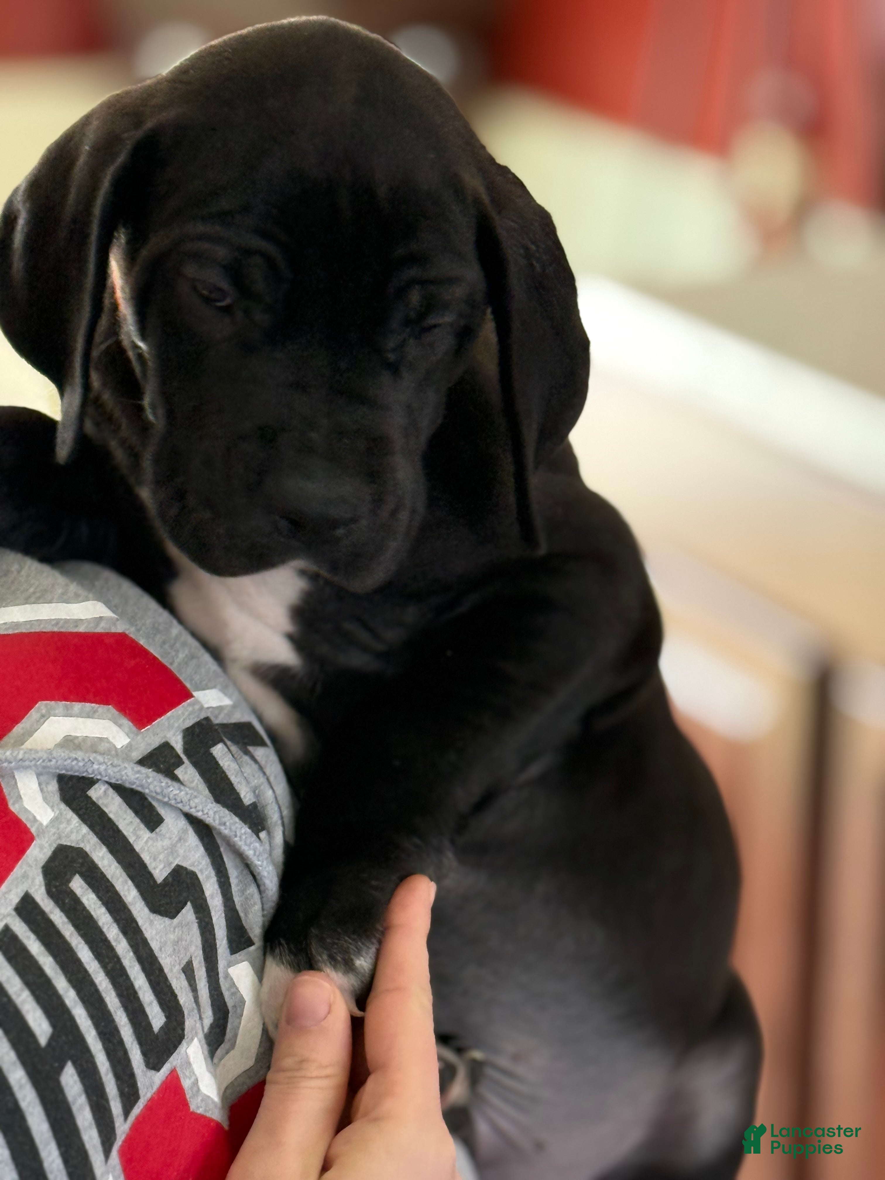 Great Dane dogs Berry - Ad 28