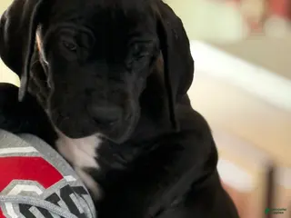 Great Dane dogs Berry - Ad 29