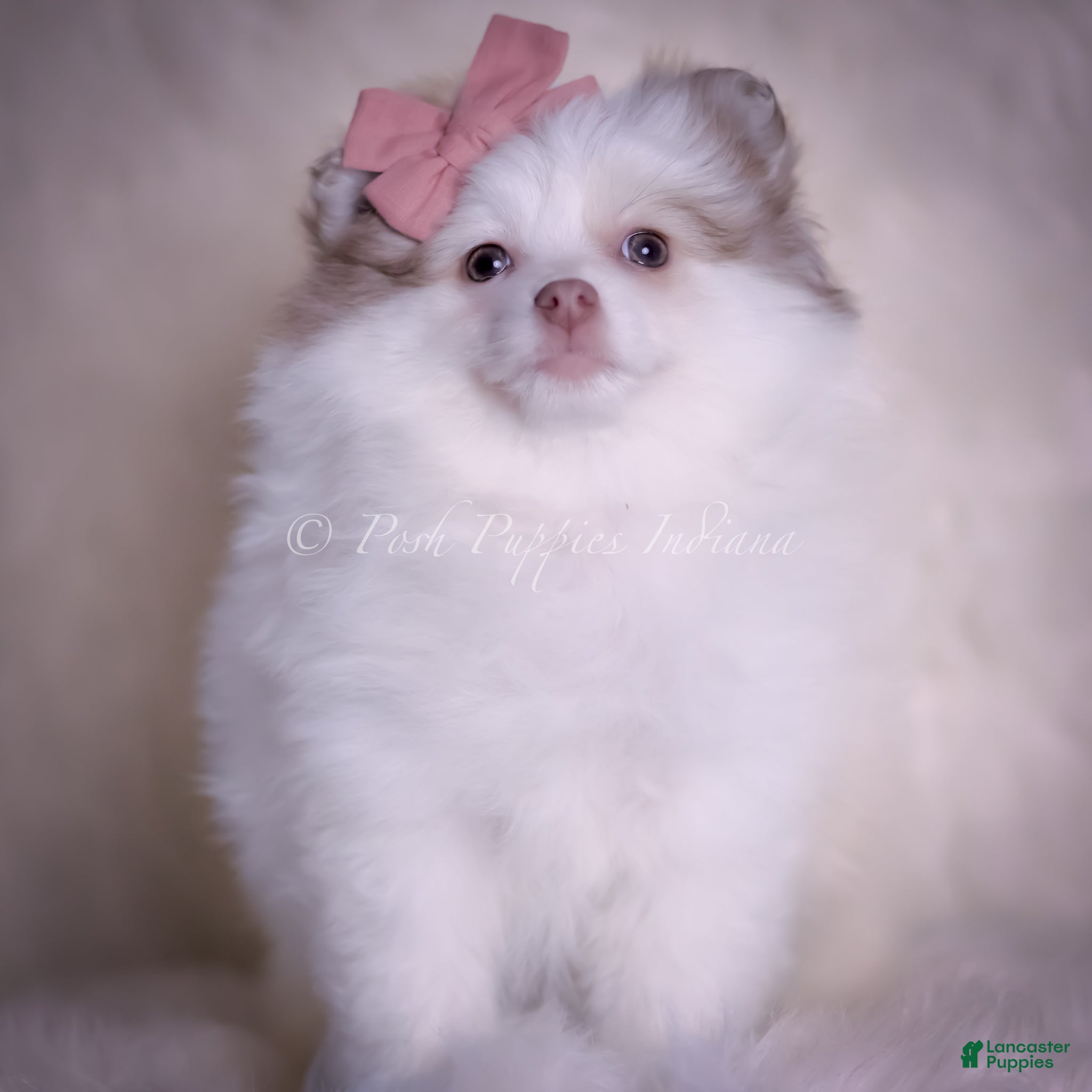 Pomeranian dogs Cammie - Ad 21