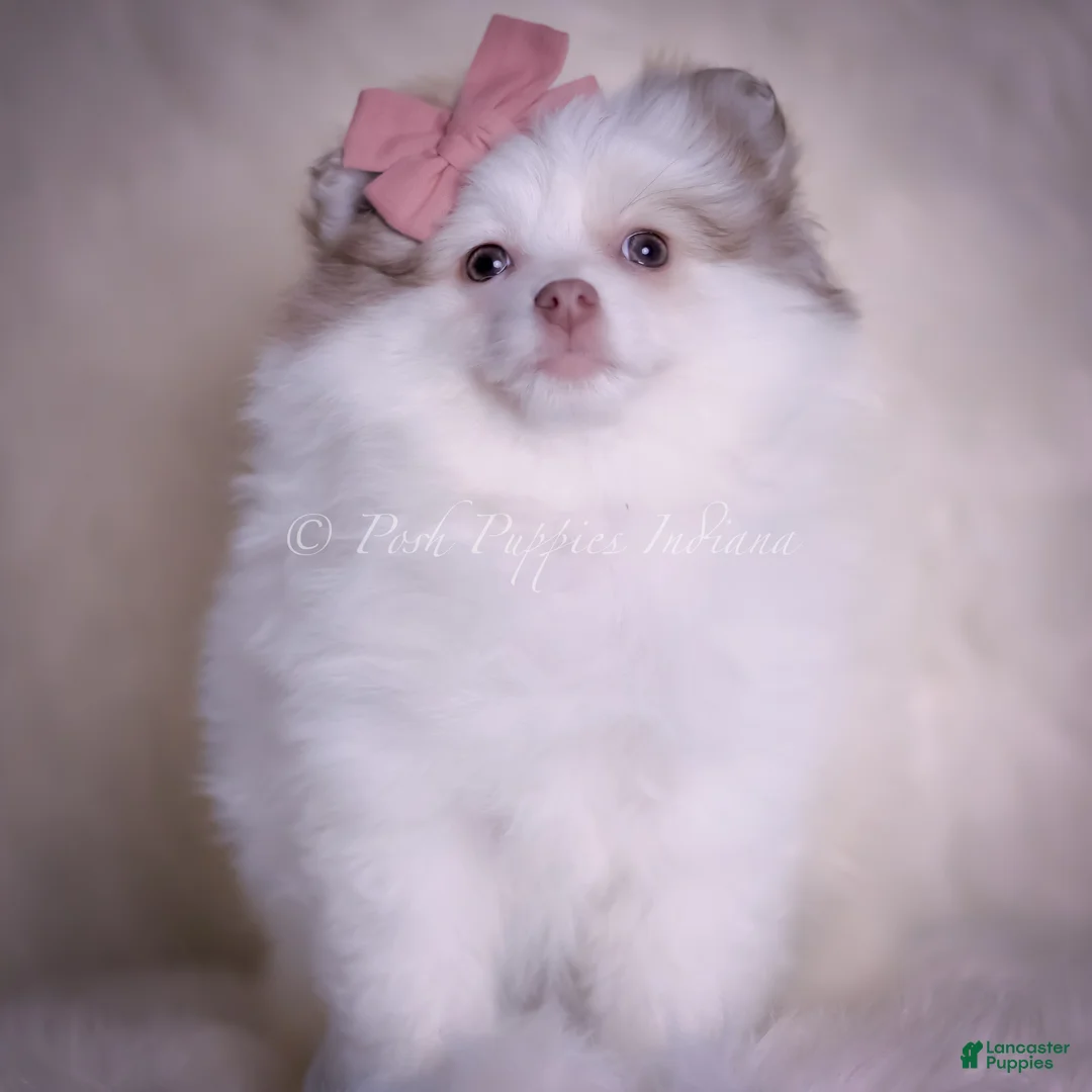 Pomeranian dogs for sale: Cammie - Ad 1