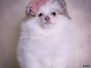 Pomeranian dogs Cammie - Ad 21