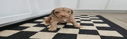 Standard Poodle dogs for sale: Obi Wan - Ad 7