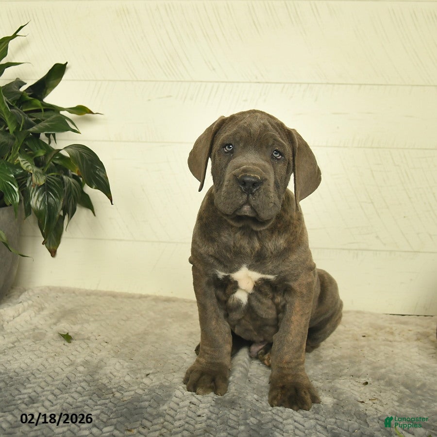 Cane Corso dogs Harley - Ad 1