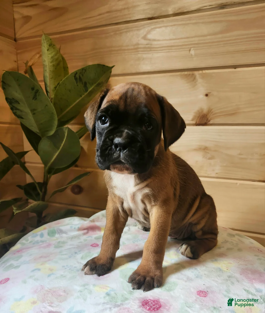 Boxer dogs for sale: Jada  - Ad 1