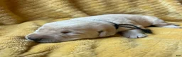 Labrador Retriever dogs for sale: Jon - Ad 3