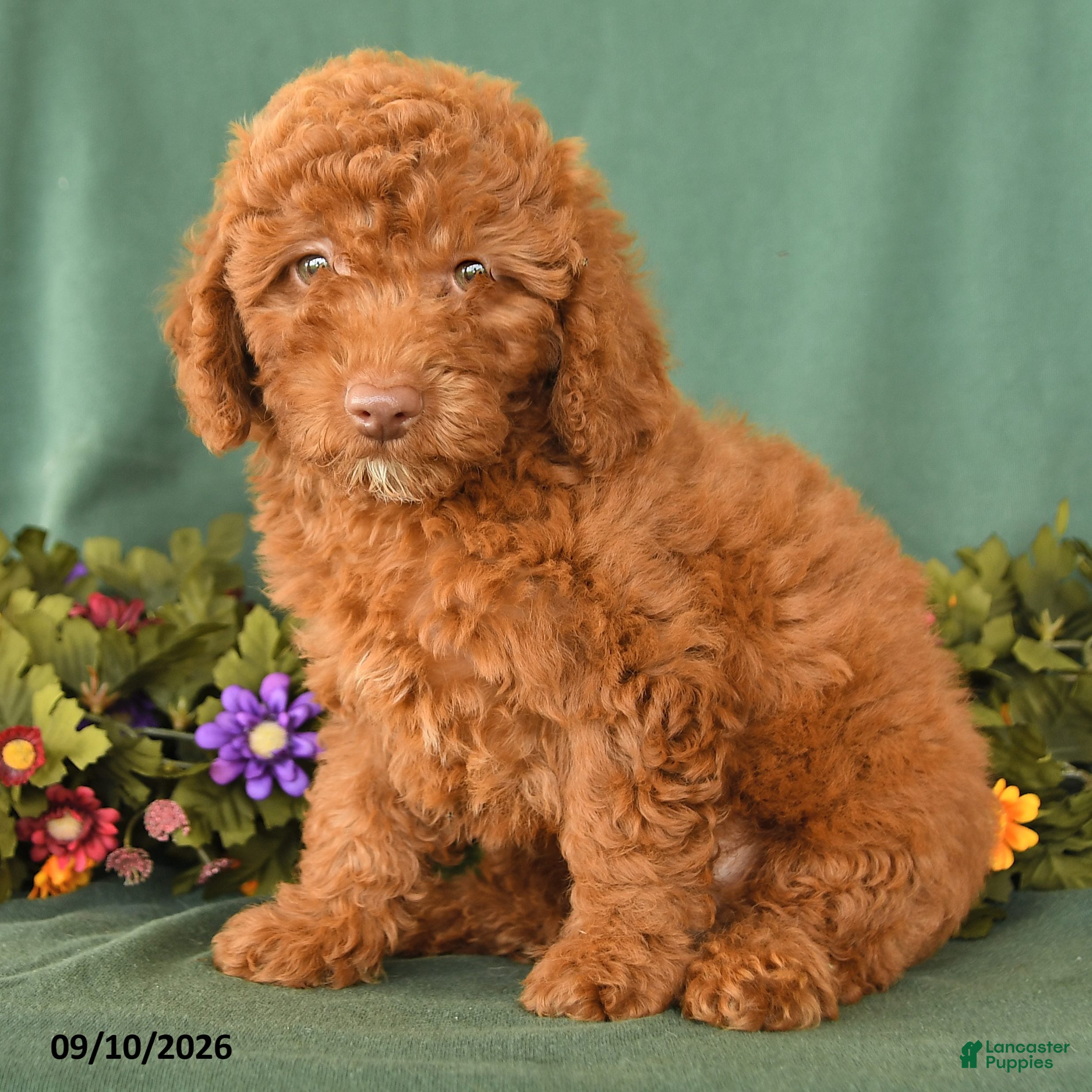 Toy Poodle dogs Patrick - Ad 2