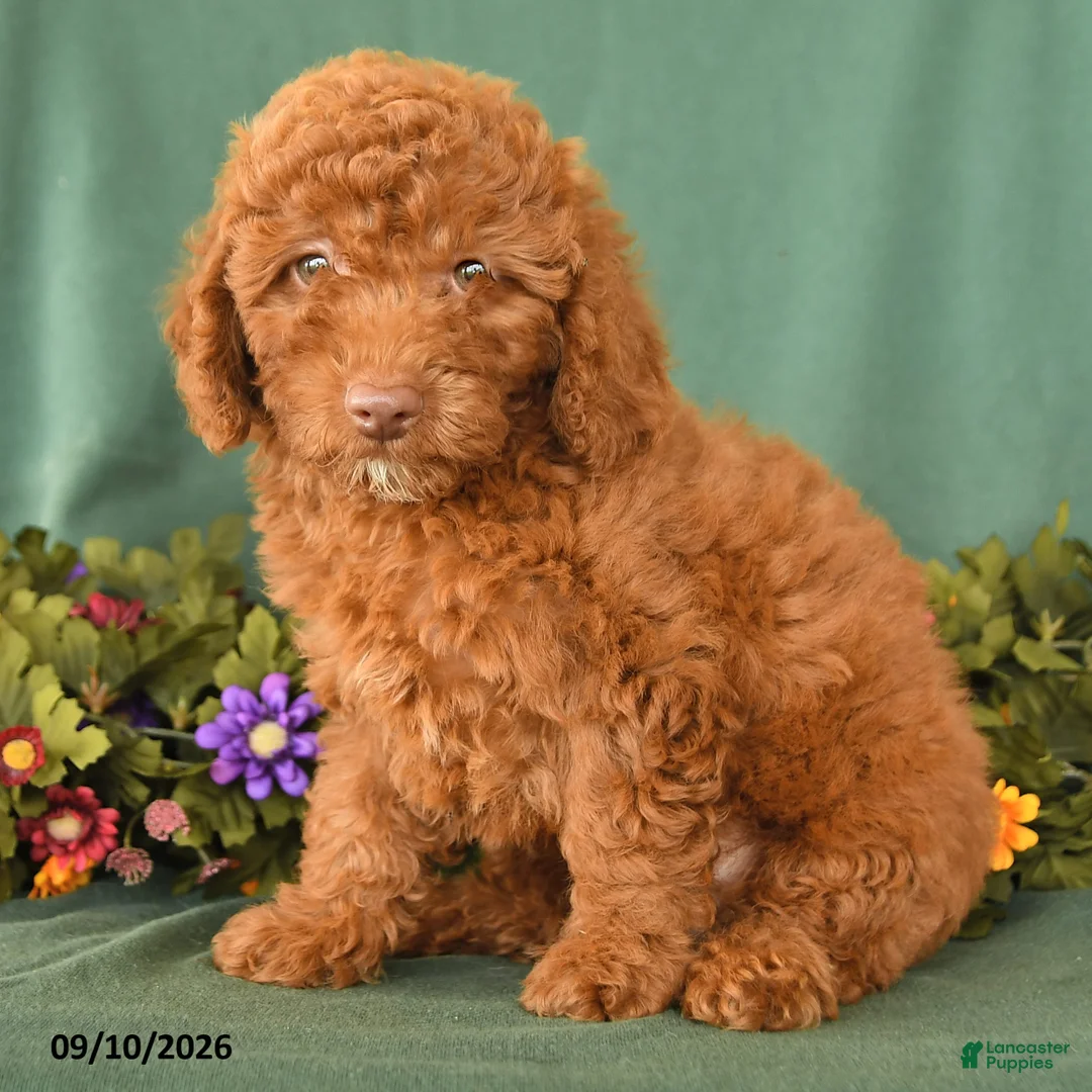 Toy Poodle dogs for sale: Patrick - Ad 2