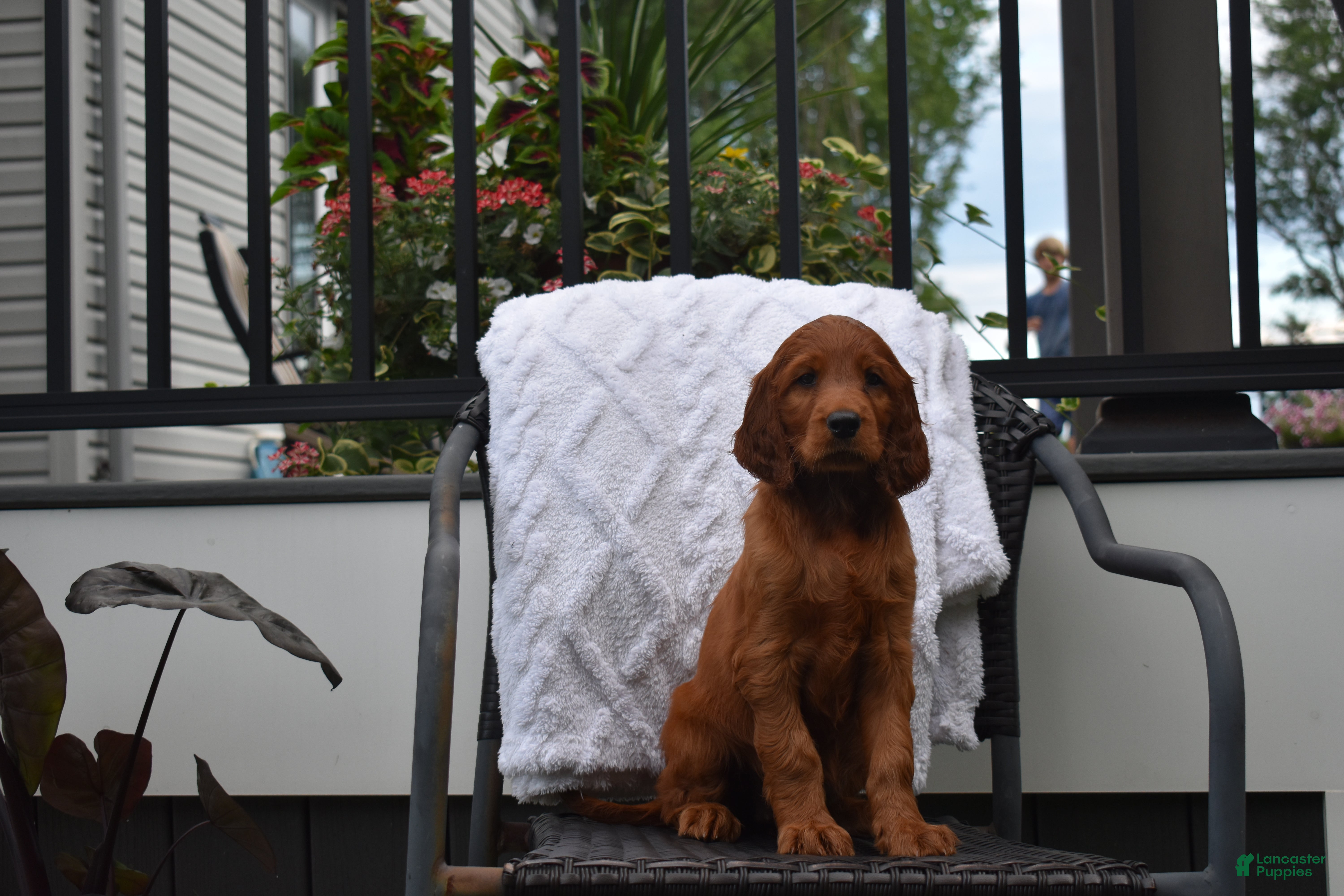 Irish Setter dogs Annie - Ad 2