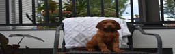 Irish Setter dogs for sale: Annie - Ad 2