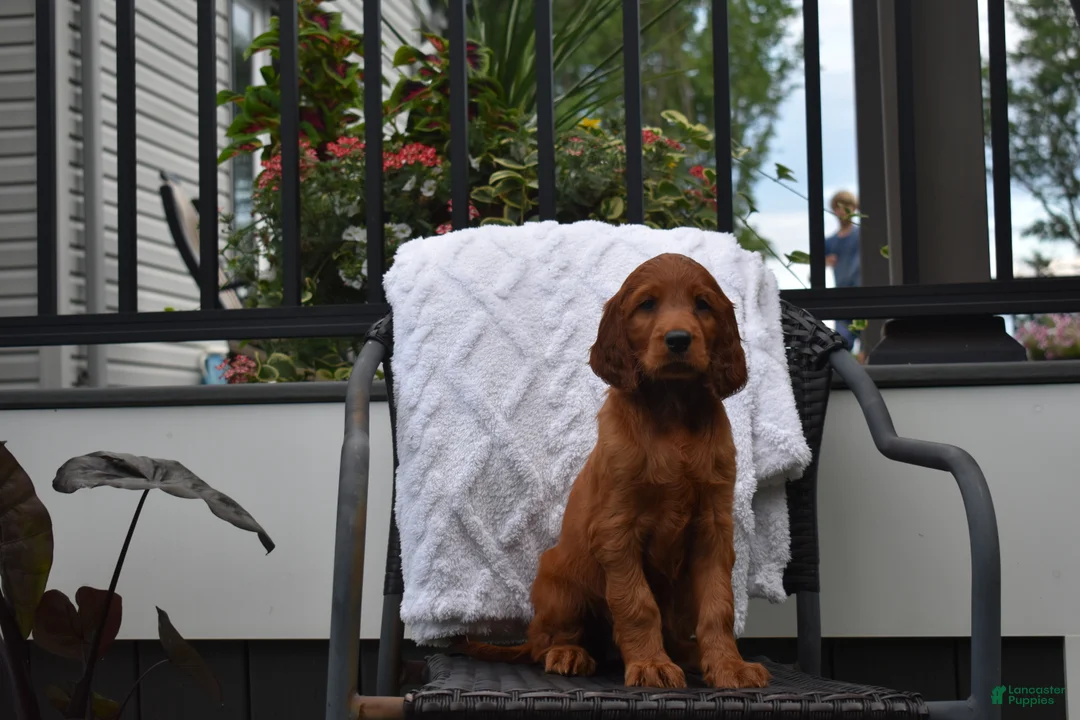 Irish Setter dogs for sale: Annie - Ad 2