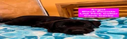 Cane Corso dogs for sale: Angel  - Ad 5