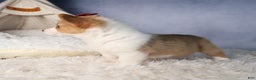 Welsh Corgi Pembroke dogs for sale: Dolly - Ad 8
