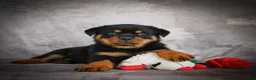 Rottweiler dogs for sale: Logan - Ad 9