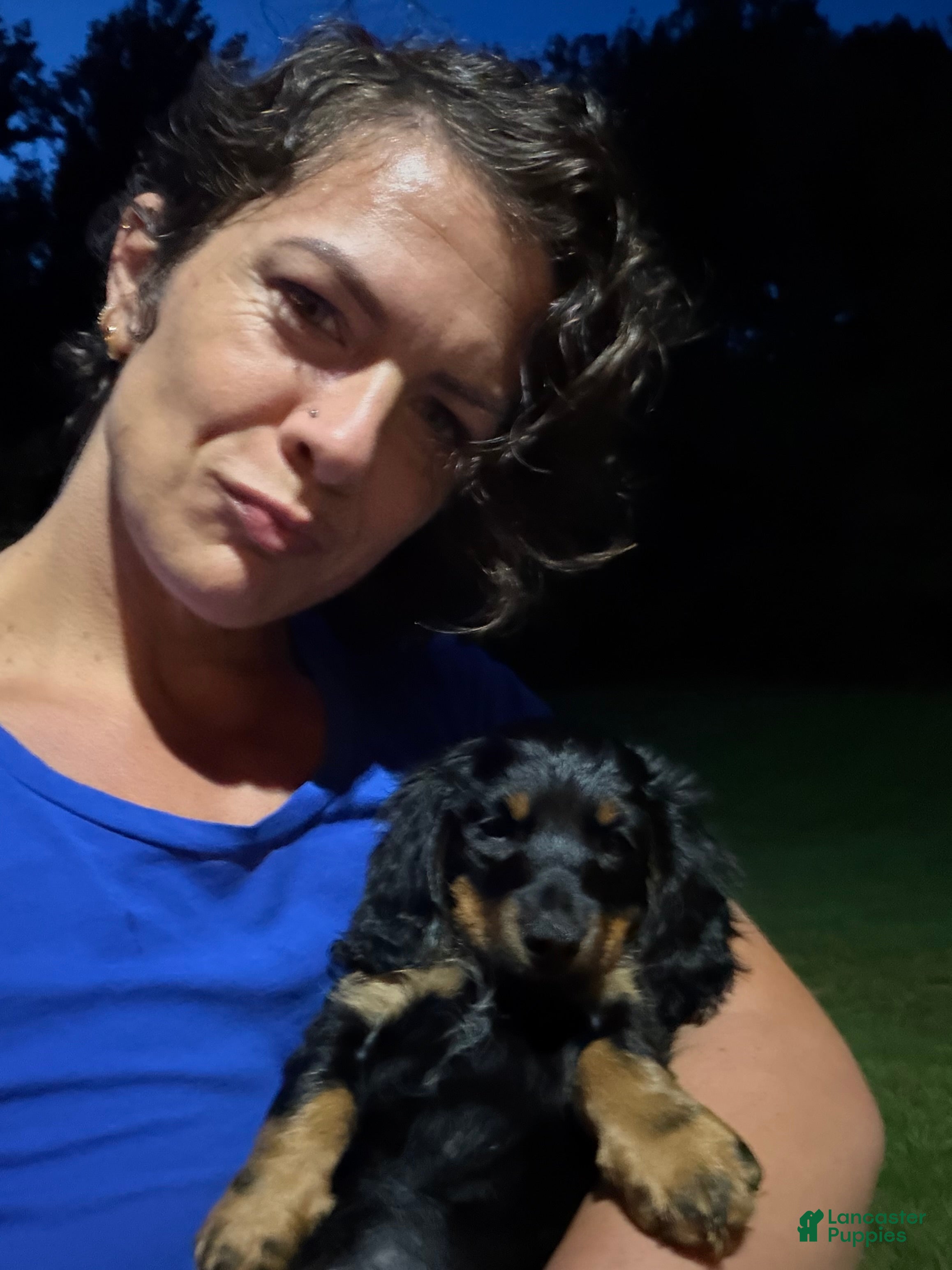 Dachshund dogs Adena - Ad 2
