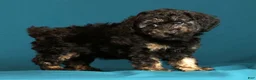 Miniature Poodle dogs for sale: Carla - Ad 8