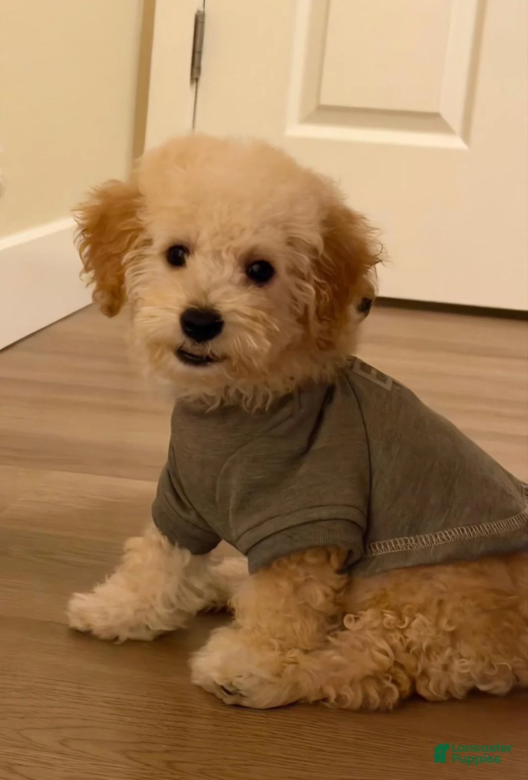 Maltipoo dogs for sale: Toby (Havapoo) - Ad 2