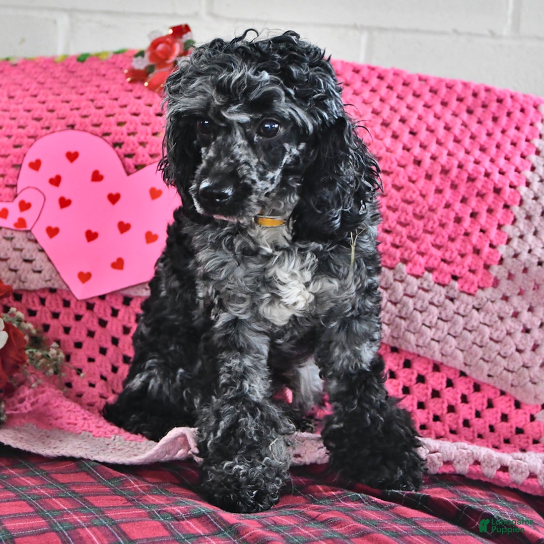 Miniature Poodle dogs for sale: Julian - Ad 5