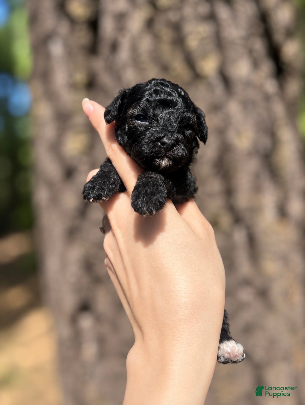 Toy Poodle dogs Frances  - Ad 1