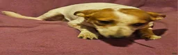 Chihuahua dogs for sale: Princess "T-Cup" - Ad 16