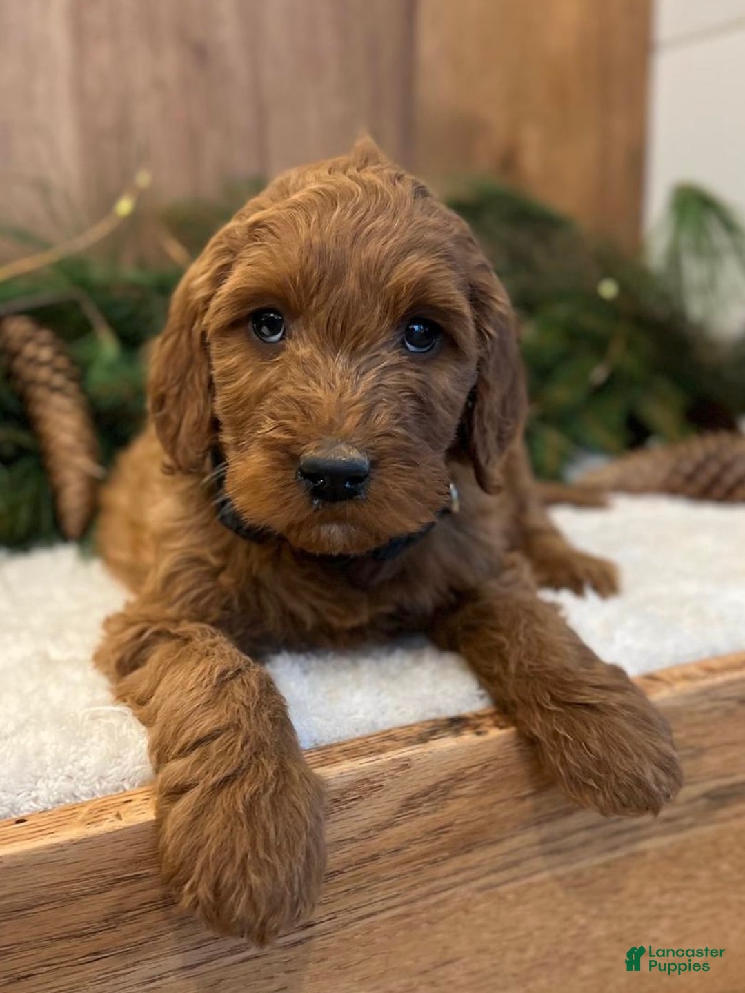 Irish Doodle dogs for sale: Frederick - Ad 3