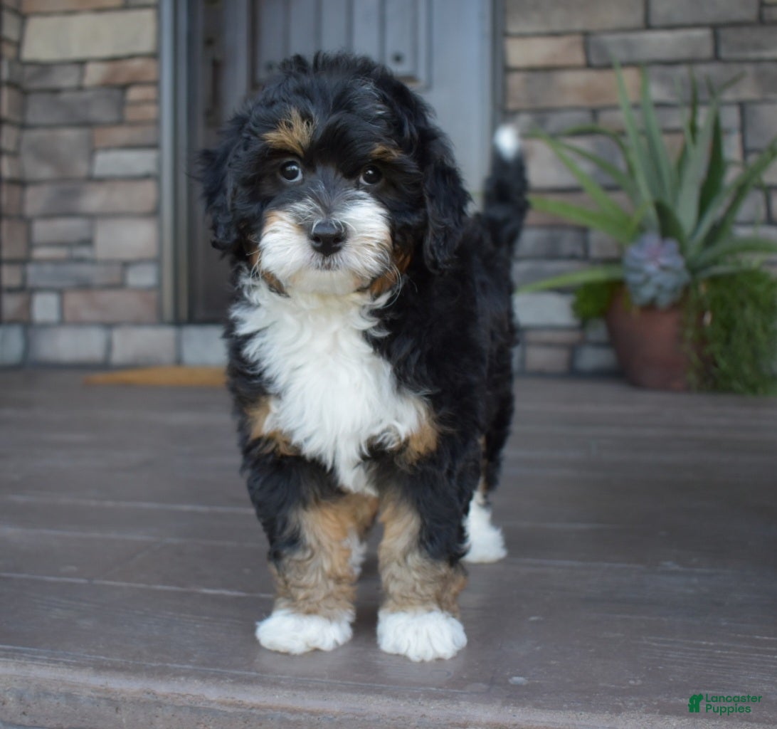 Mini Bernedoodle dogs Autumn - Ad 1