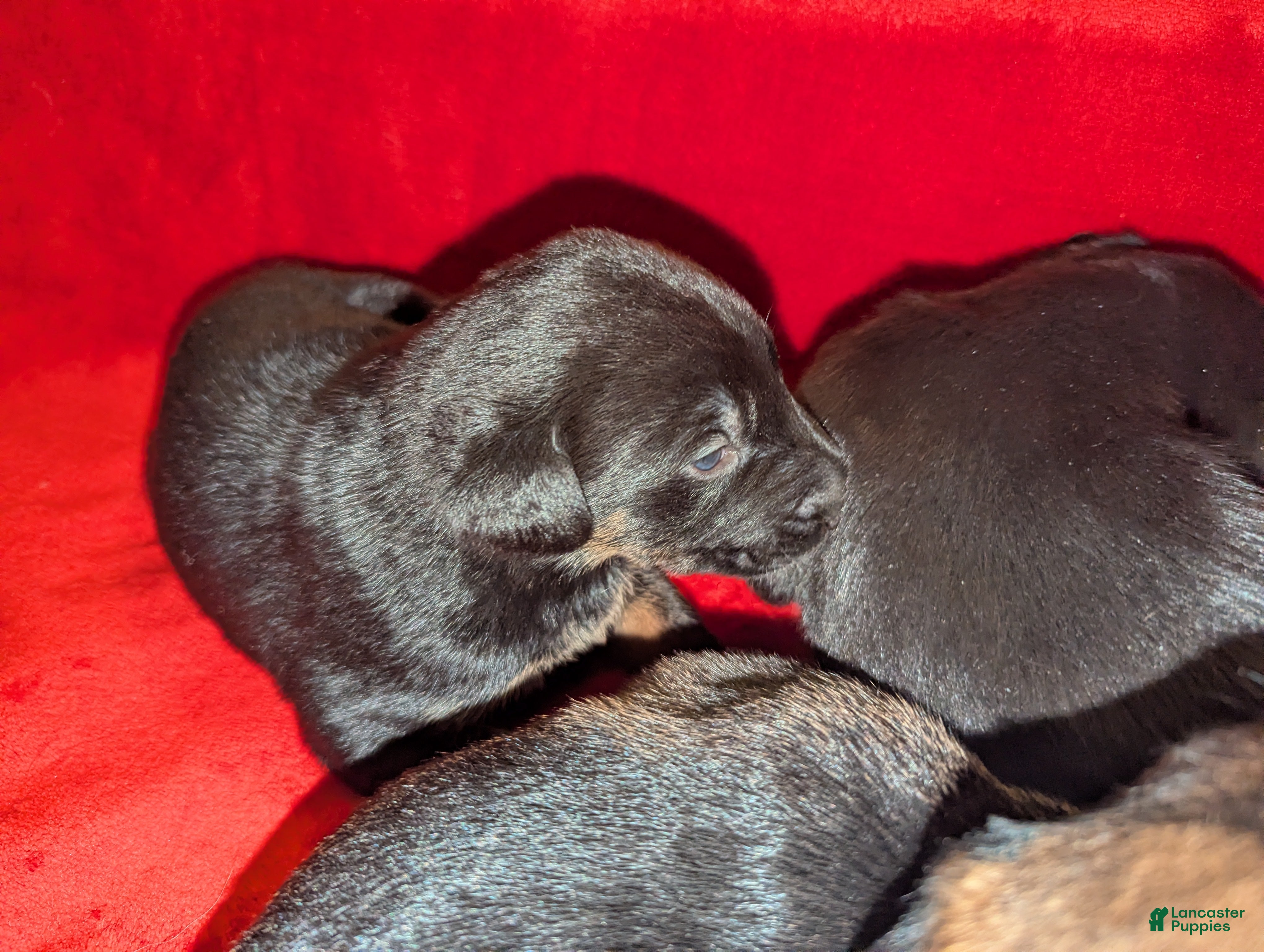 Mixed Breed dogs Mixed Breed Puppy 5 - Ad 33