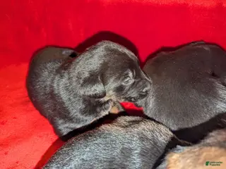 Mixed Breed dogs Mixed Breed Puppy 5 - Ad 33