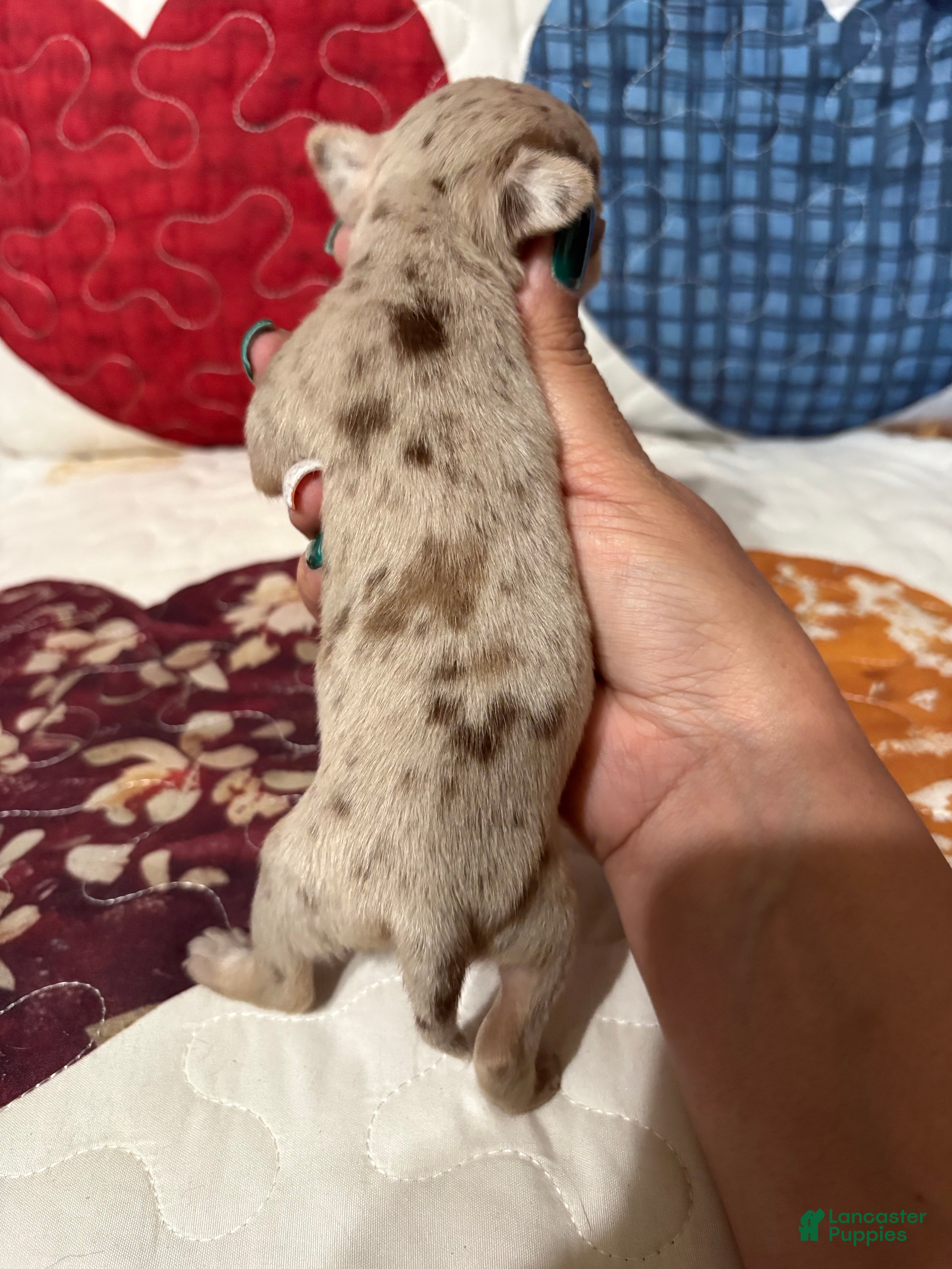 Chihuahua dogs Coco Chanel  - Ad 2