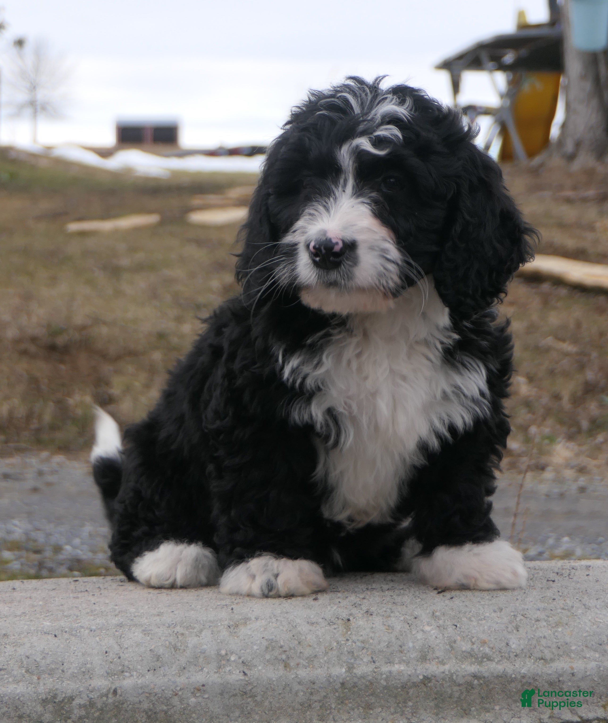 Mini Bernedoodle dogs Mini Bernedoodle Dolly - Ad 2