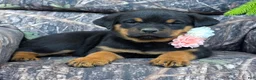 Rottweiler dogs for sale: Hazel - Ad 2