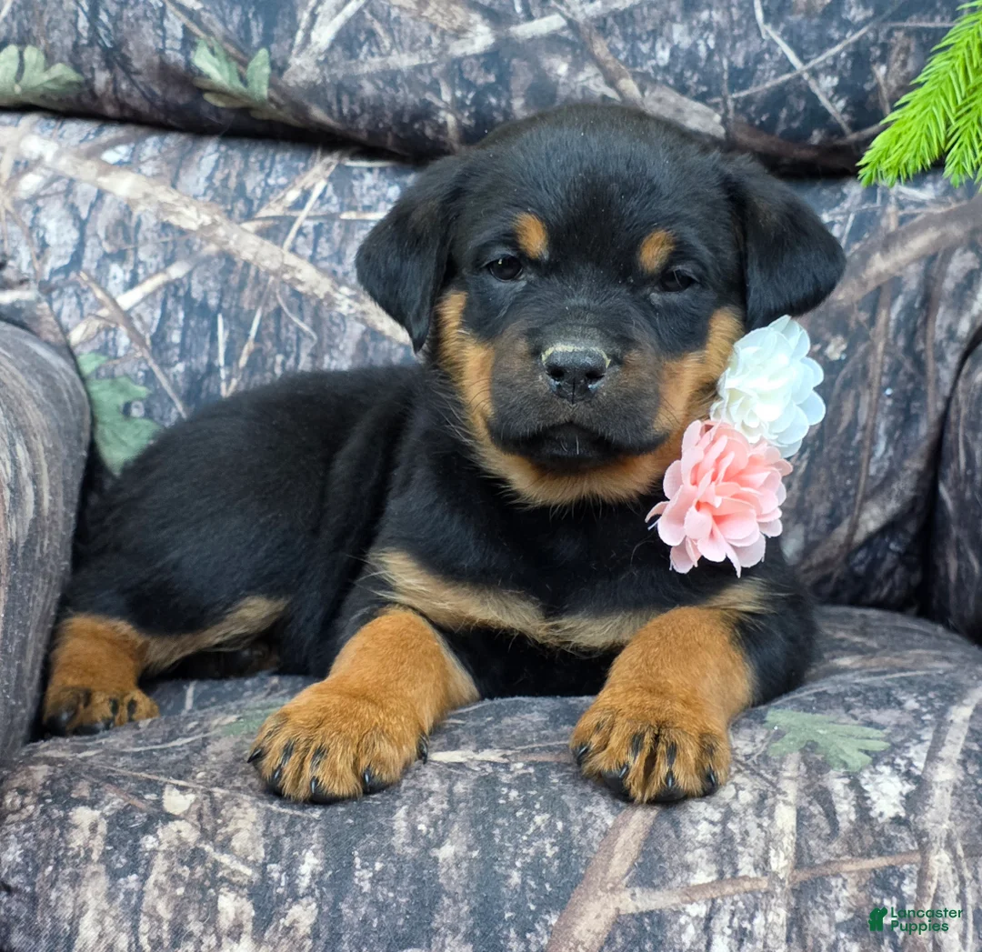 Rottweiler dogs for sale: Hazel - Ad 2