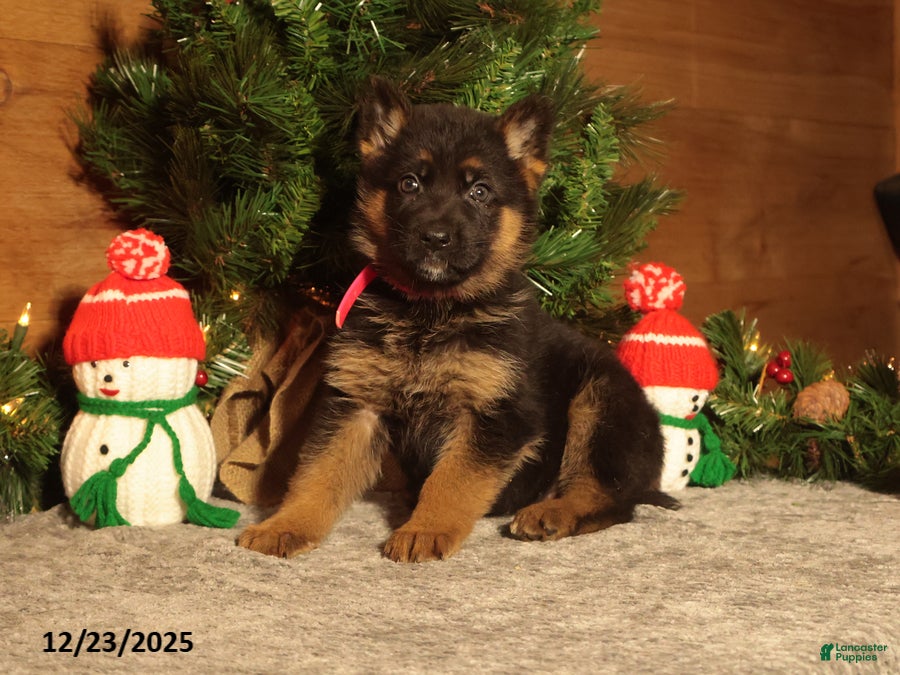 German Shepherd dogs Dancer - Ad 36