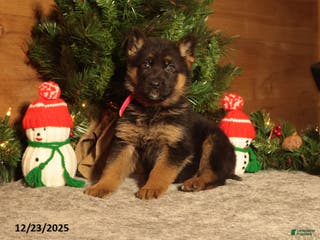 German Shepherd dogs Dancer - Ad 36