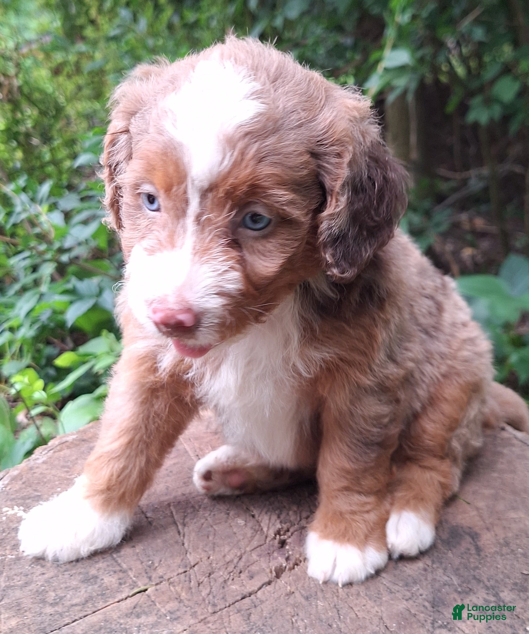 Mini Bernedoodle dogs Daisy - Ad 2