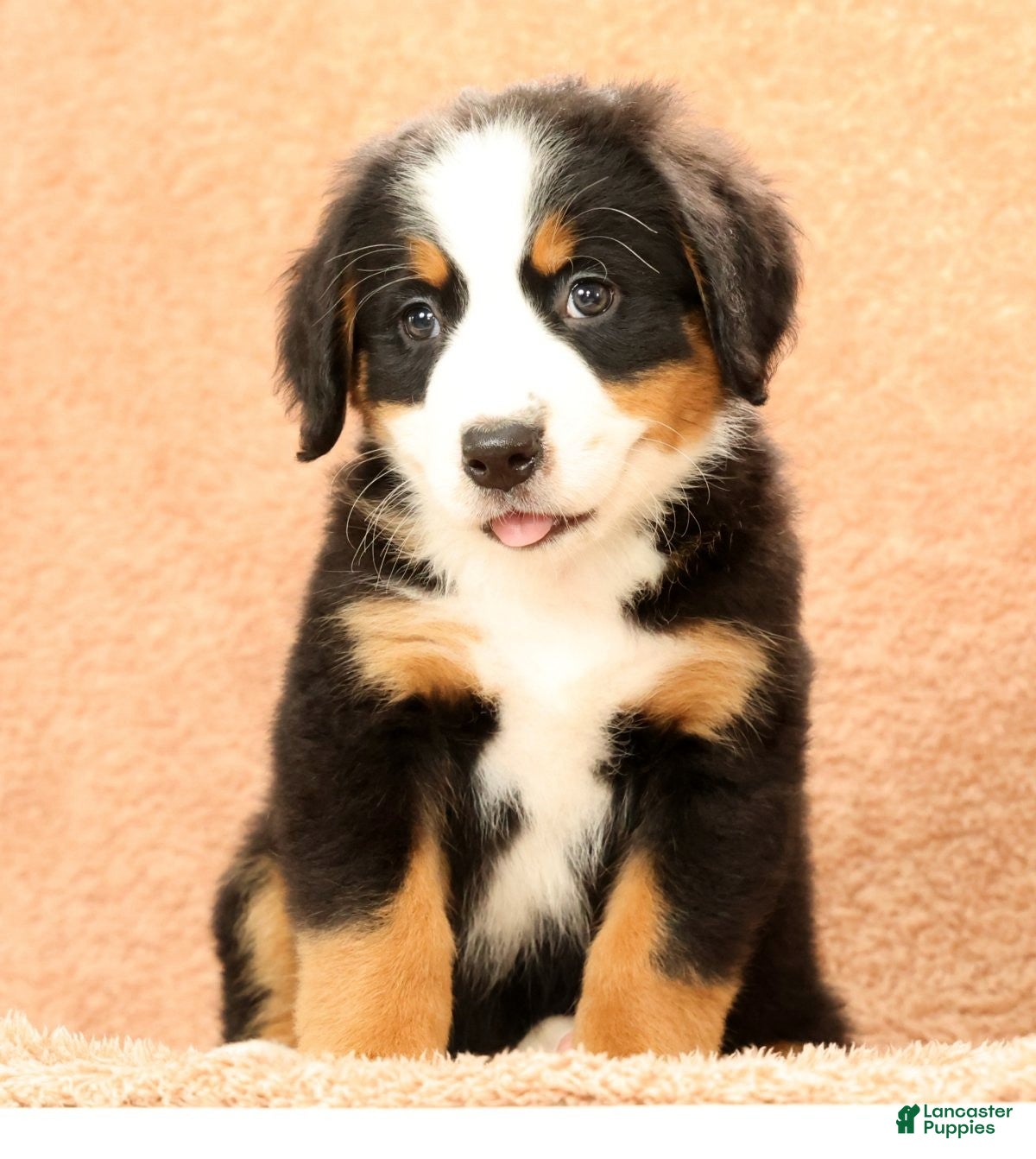 Bernese Mountain Dog dogs Fern - Ad 2