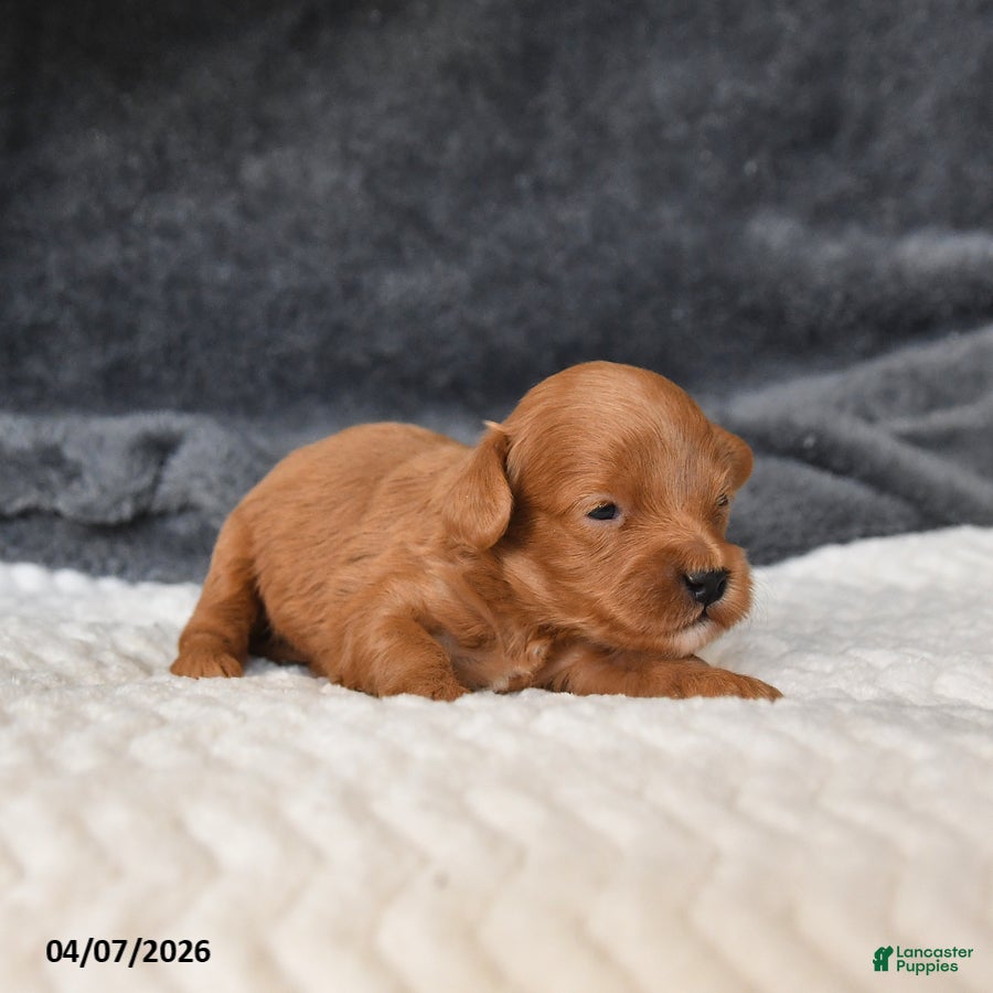 Cavapoo dogs Marigold - Ad 2