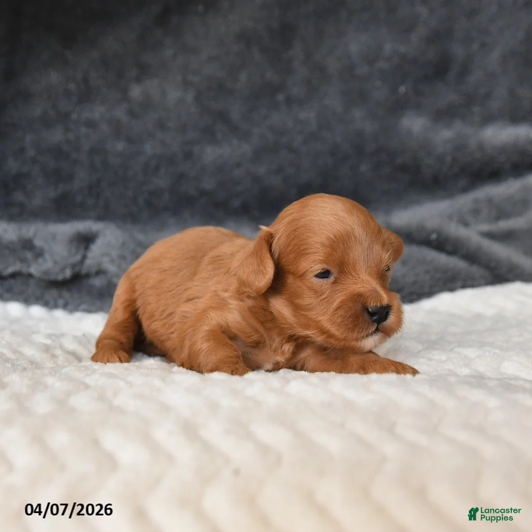 Cavapoo dogs for sale: Marigold - Ad 2