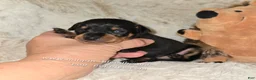 Miniature Pinscher dogs for sale: AKC Chester - Ad 3
