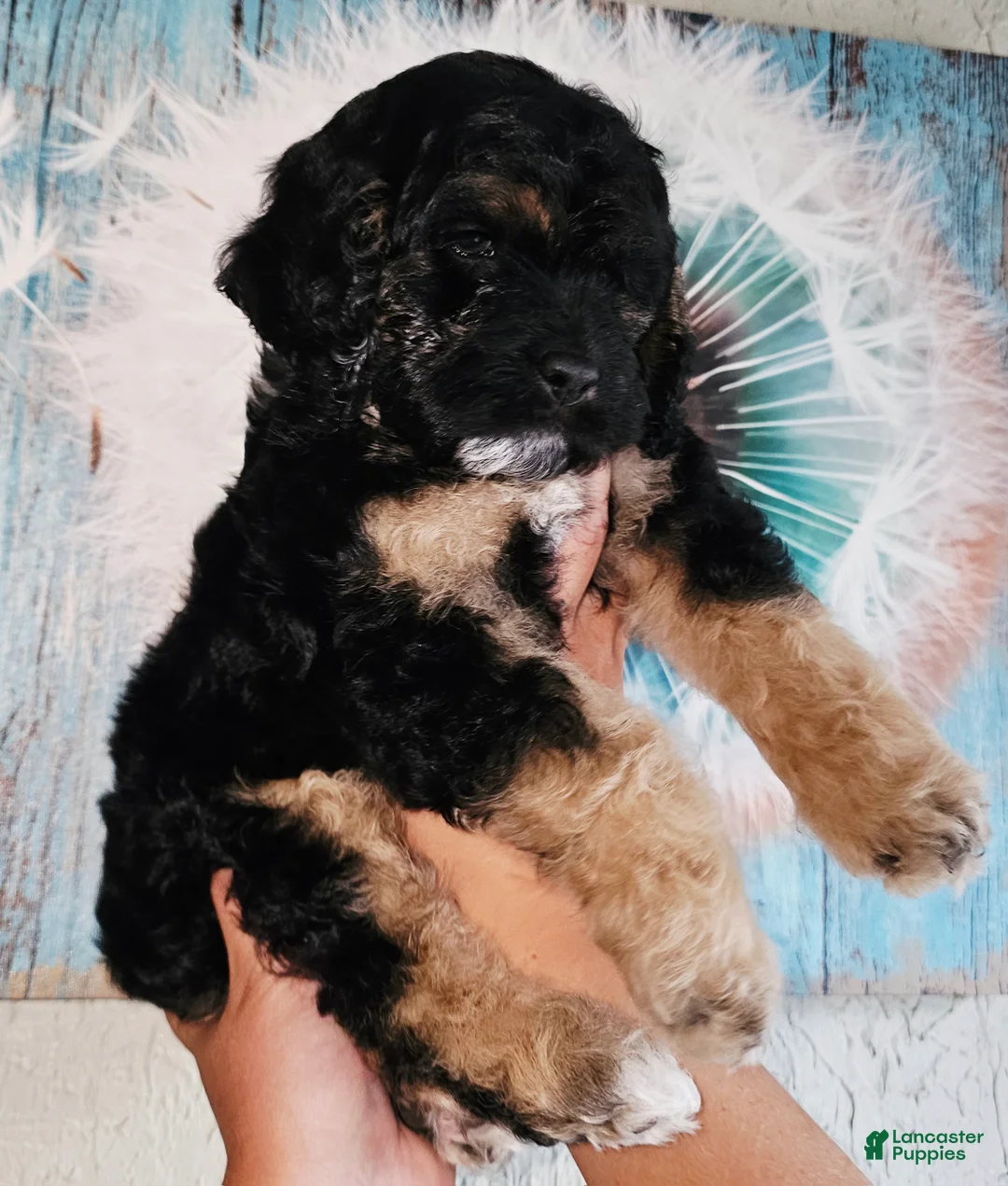 Cockapoo dogs for sale: Wyatt  - Ad 4
