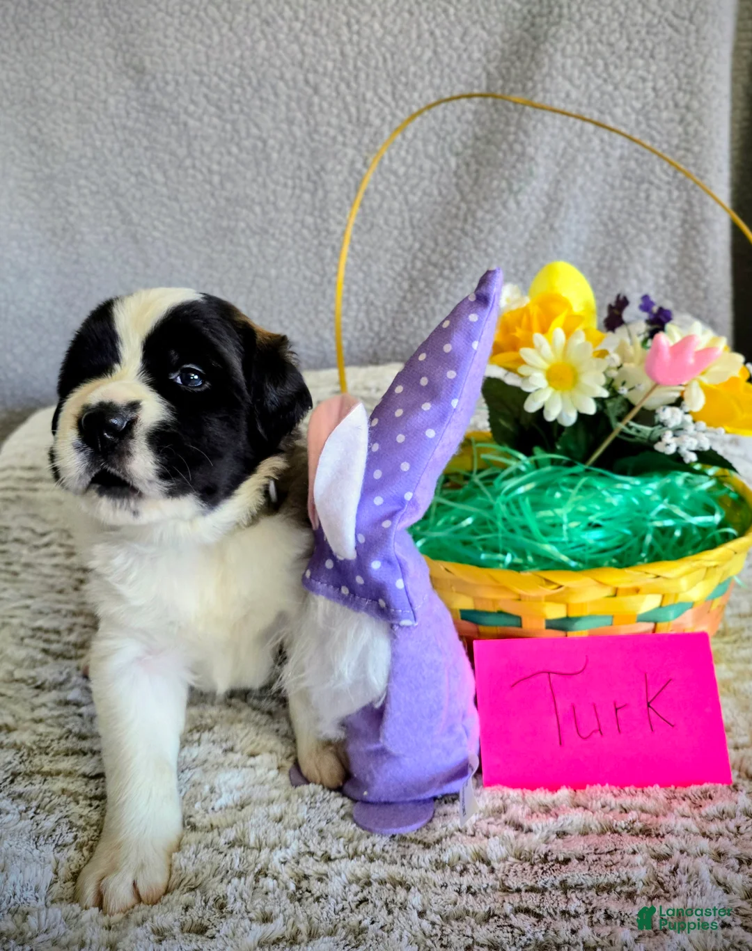 Saint Bernard dogs for sale: Turquoise Female - Ad 1