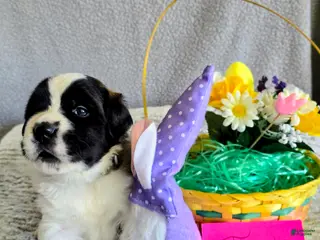 Saint Bernard dogs Turquoise Female - Ad 32