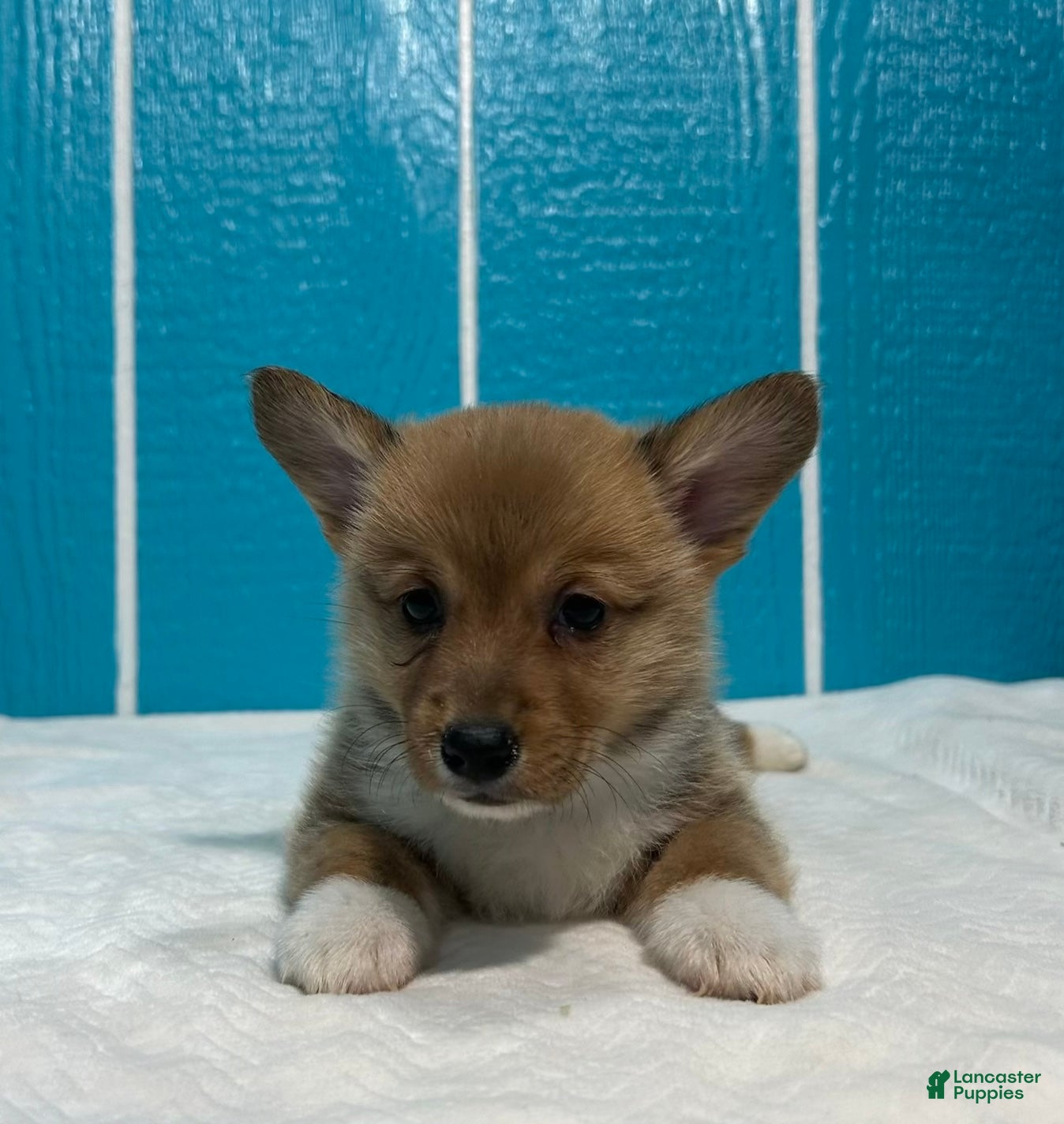 Welsh Corgi Pembroke dogs Mowgli Welsh Corgi Pembroke  - Ad 2
