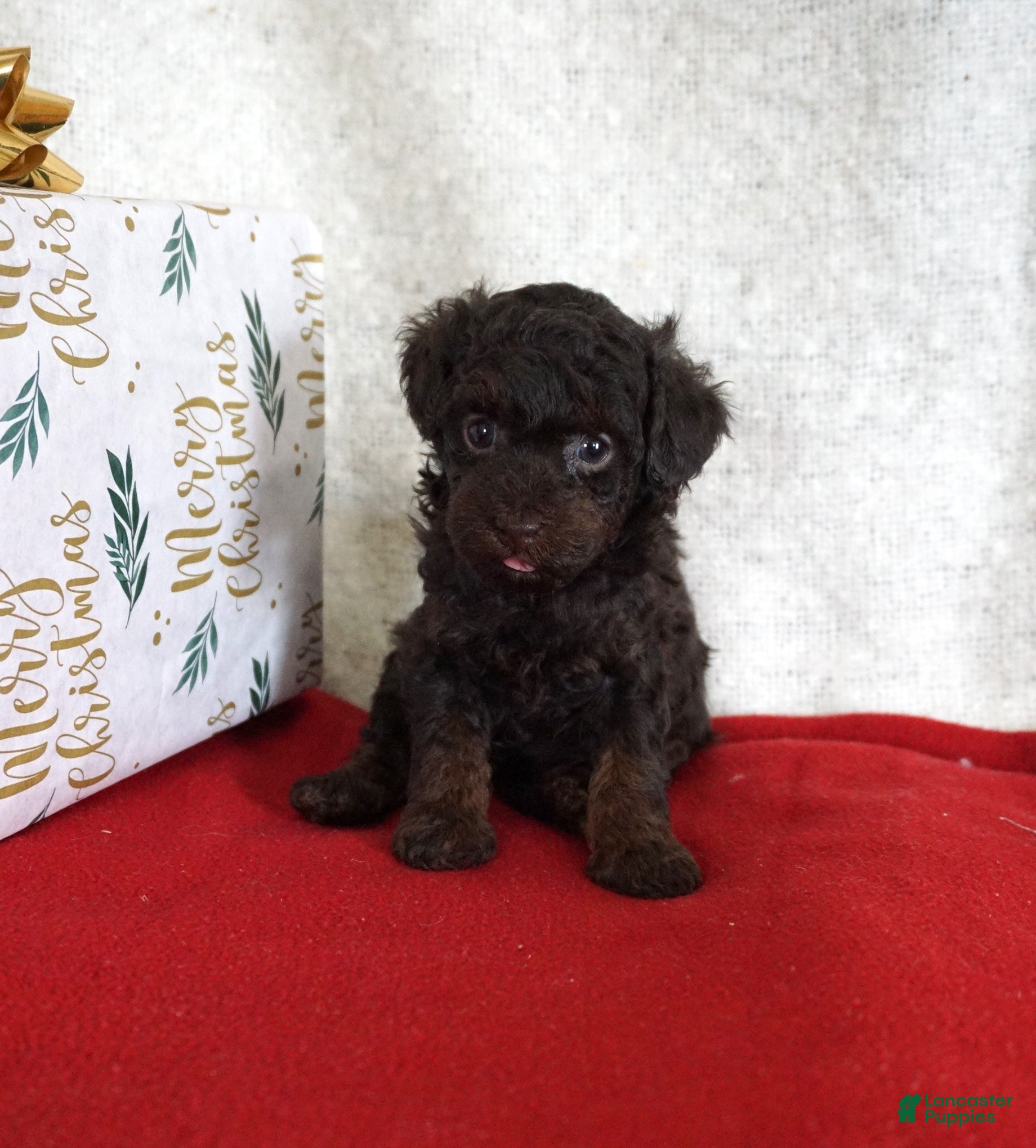 Toy Poodle dogs Lulu - Ad 30