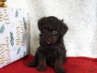 Toy Poodle dogs Lulu - Ad 30