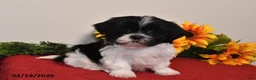 Shih Tzu dogs for sale: Maggie - Ad 1