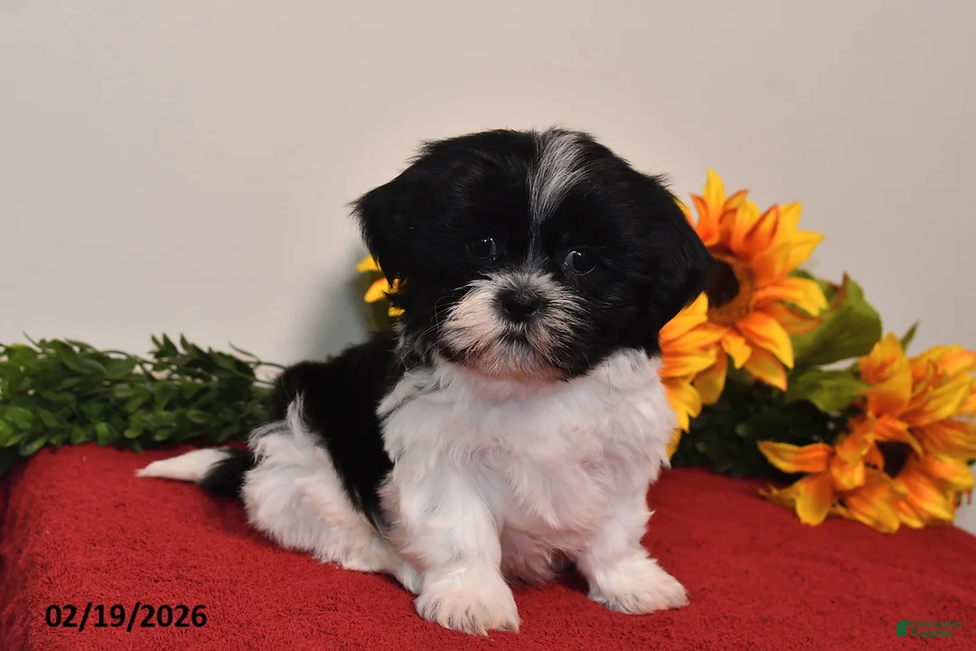 Shih Tzu dogs for sale: Maggie - Ad 1